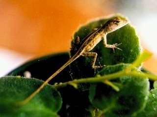 Brown Anoles - from Pet Shopper