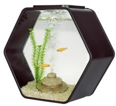 Deco Hexo Hexagon Fish Tank Black - from Pet Shopper