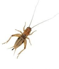 Silent Brown Crickets Large Size (25-30mm)