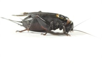 Large black crickets (25-30mm)