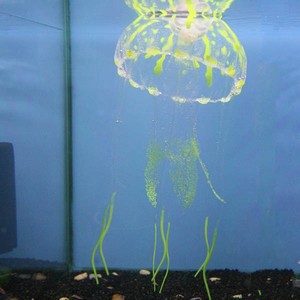 Betta Glow in The Dark Jellyfish Large